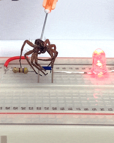 spider robot 2