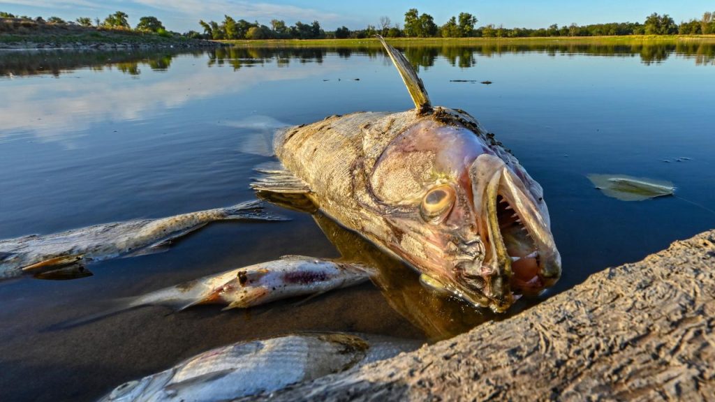 Germany and Poland investigate mass fish kills in the Oder |  animals