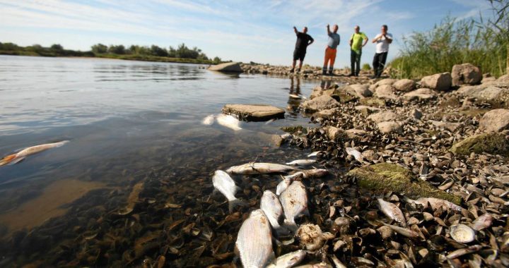 Germany finds mercury in the Oder after the discovery of thousands of dead fish |  Abroad