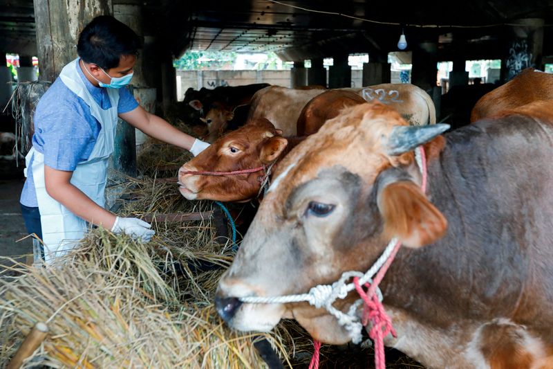 FILE PHOTO: Measures to prevent foot and mouth disease spread for cattle, in Jakarta