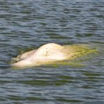 "Little hope" for a white dolphin in the Seine |  Abroad