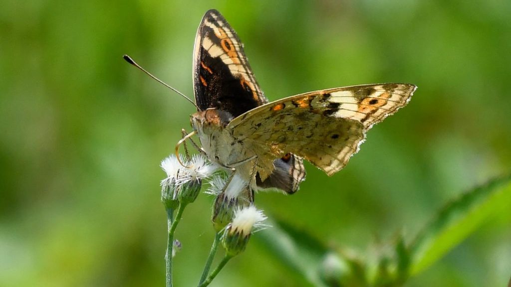 Moths are not dependent on the wind and have special sailing abilities |  Science