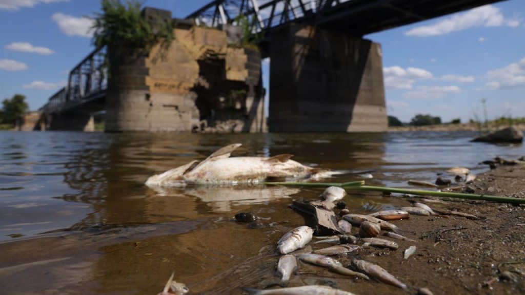 No explanation yet for the massive fish kills in the Oder |  NOW