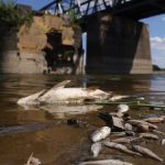 No explanation yet for the massive fish kills in the Oder |  NOW