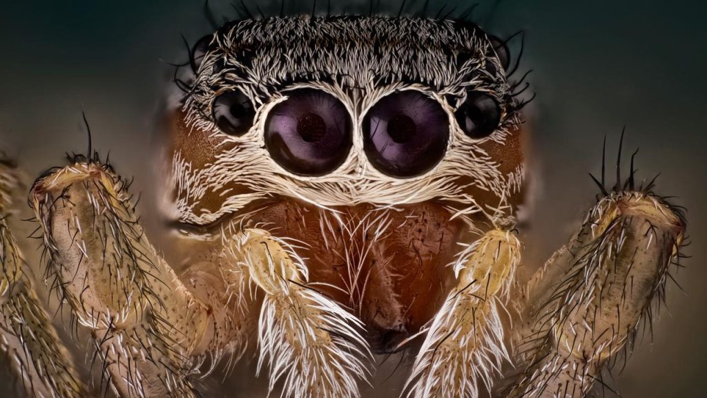 Nocturnal behavior of jumping spiders is very similar to REM sleep |  Science