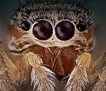 Nocturnal behavior of jumping spiders is very similar to REM sleep |  Science