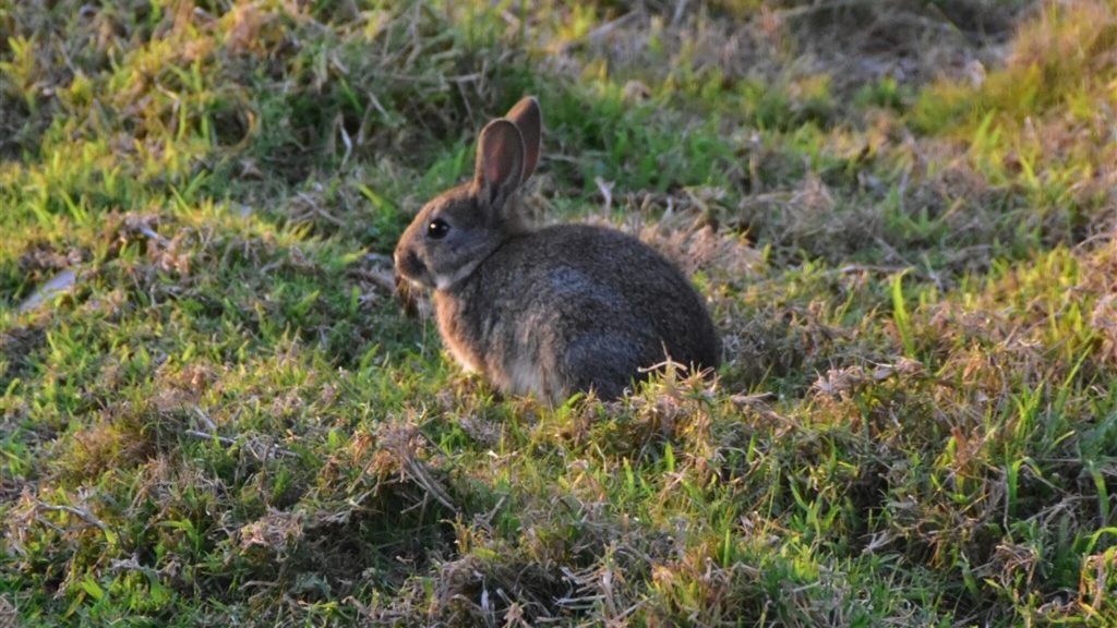 The Australian Rabbit Plague began in 1859 with just 24 animals