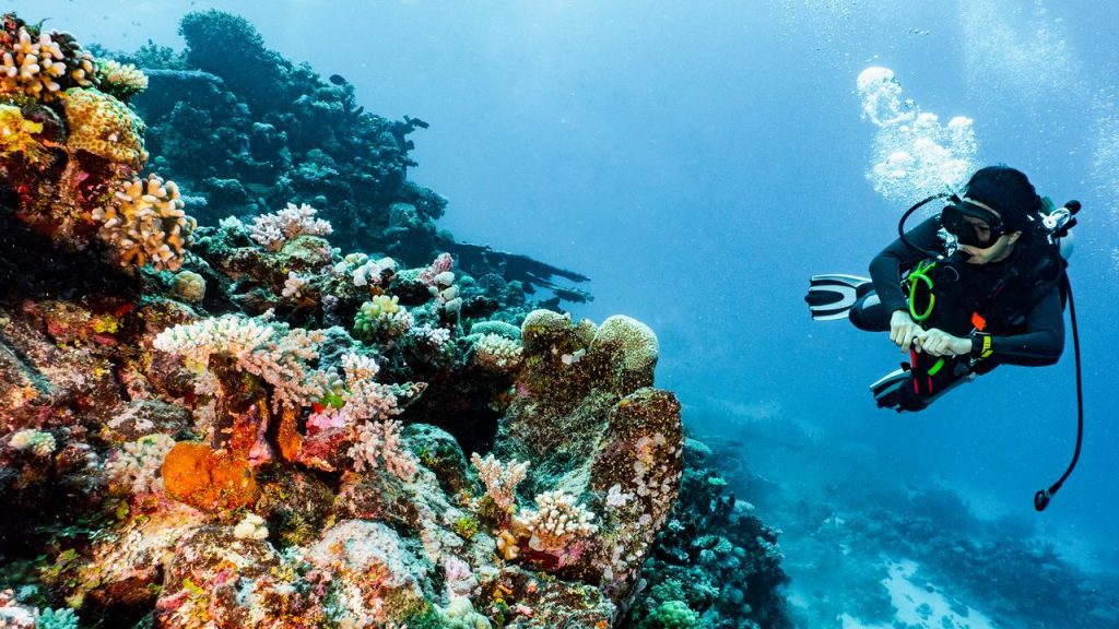 The Great Barrier Reef seems to be recovering: not as much coral in the reef in 36 years |  NOW