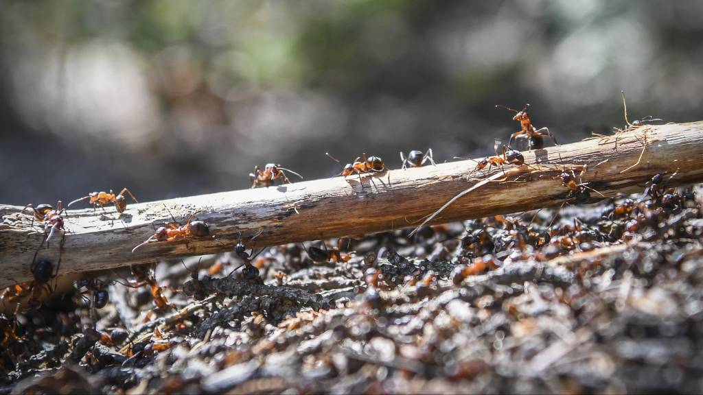 Number of ants on Earth estimated at 20 quadrillion in new research