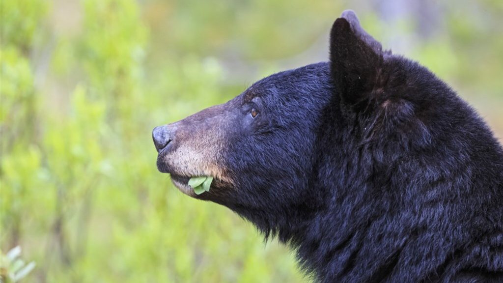 Hungry bears keep coming back to Canadian village