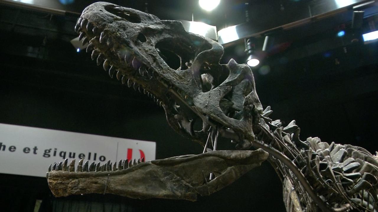Beeld uit video: 140 miljoen jaar oud dinosaurusfossiel geveild in Parijs