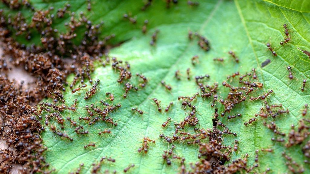 The Earth has at least 20 quadrillion ants (and probably many more) |  animals