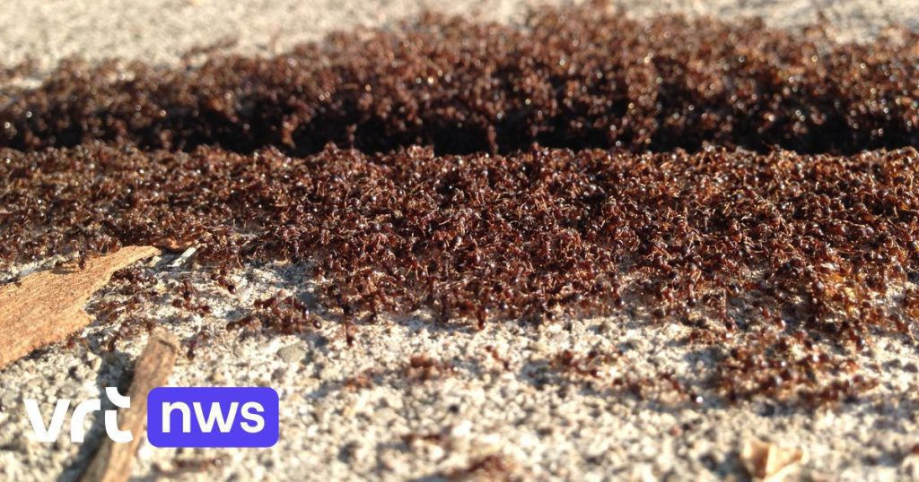 There are at least 20 quadrillion ants on earth, and they weigh more than all the wild birds and mammals put together.