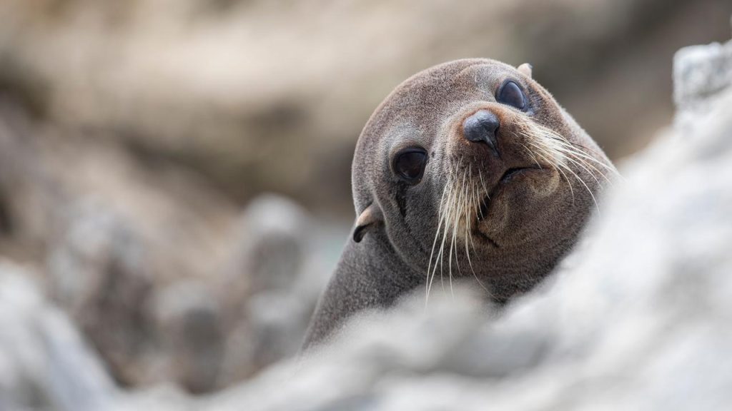 A young fur seal invades a New Zealand house and traumatizes a domestic cat |  Outstanding