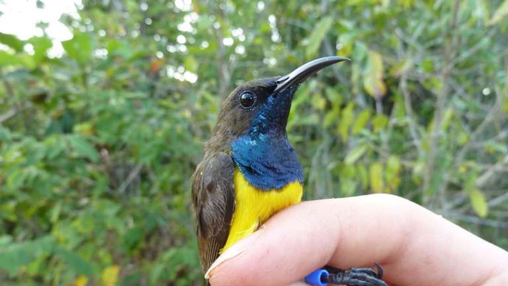 Discovery of a new species of bird in the Wakatobi Islands in Indonesia