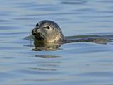 Zeehond gespot in de Lek bij Nieuwegein: 'Niet de plek waar je het dier verwacht'