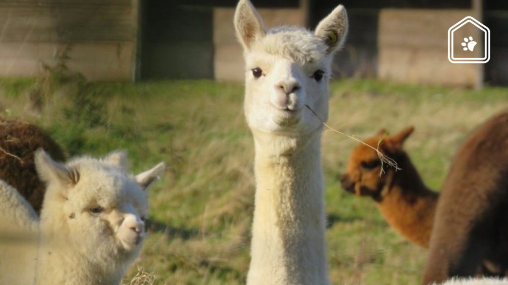 Do you like alpacas and llamas?  Here's what you need to know about these special animals!