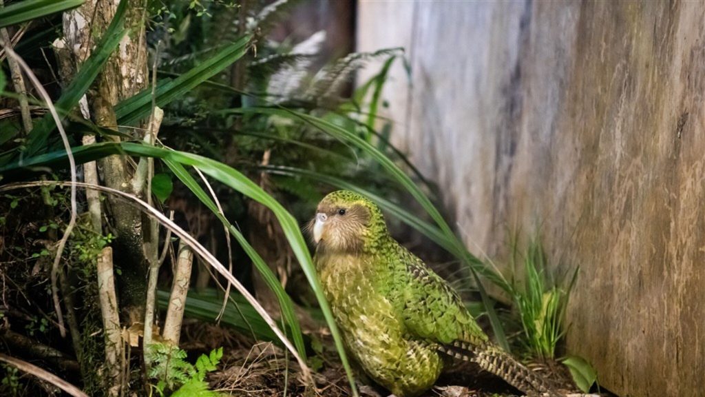New Zealand bird of the year?  The favorite kakapo is not allowed to participate
