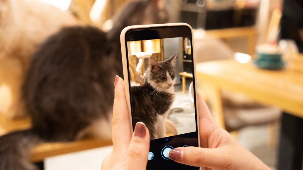 Dream job?  Here you can watch paid cat videos all day