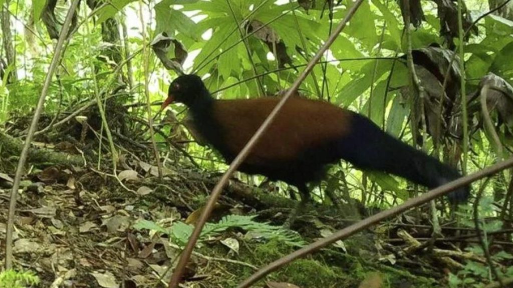Supposedly extinct black-necked pheasant pigeon spotted again after 140 years |  Animals
