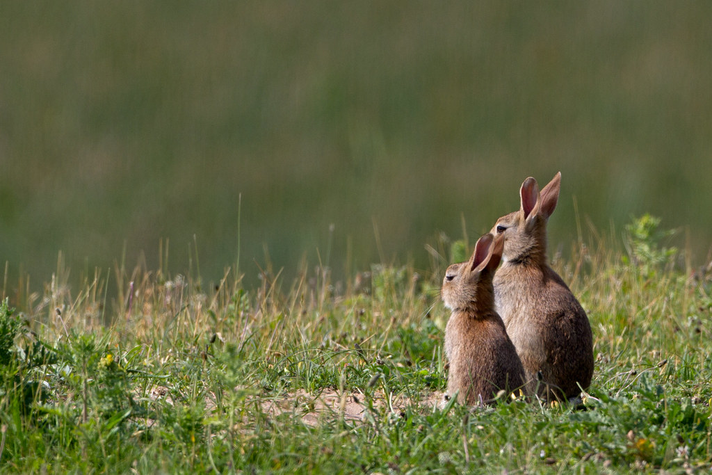 The Dune Conservation Foundation defends the rabbit