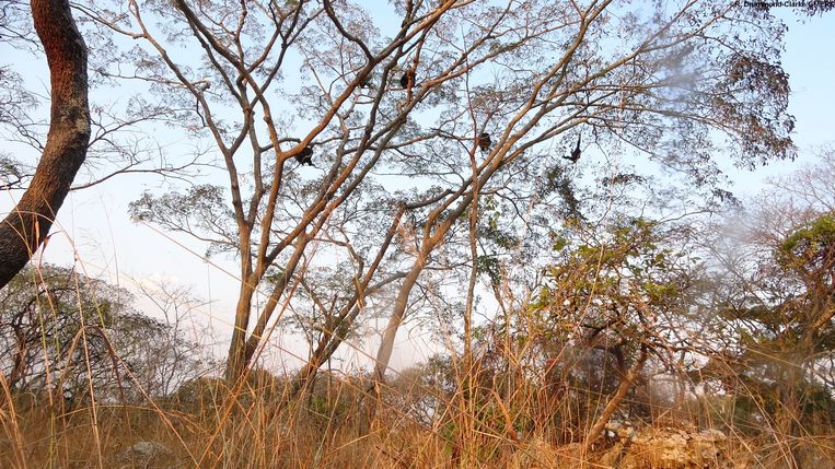 Chimpanzees in the Issa Valley feed in a tree.  A photo of the researchers.  Image R. Drummond-Clarke/GMERC